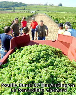 Pouilly Fumé 07 Harvesting on La Renardière vineyard